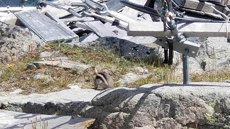 One of the many Mountain chipmunks, that run on the generator wheel to provide power to the VE7RBD Repeater.